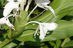 White gingerlily <BR>White garland-lily